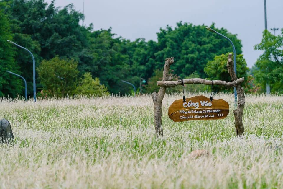 cỏ bông lau mùa thu ecopark